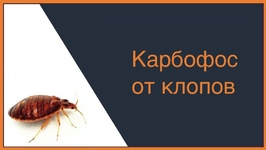 Карбофос от клопов