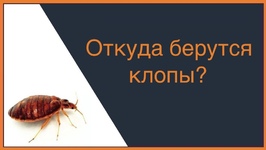 Откуда берутся клопы?