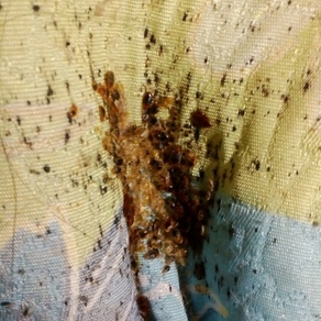 Уничтожение насекомых в Таганроге (гостинка)