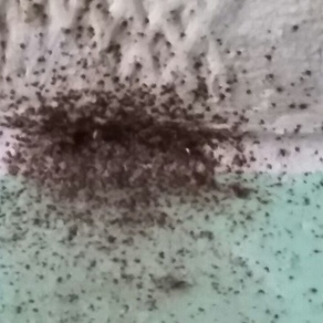 Уничтожение насекомых – Таганрог