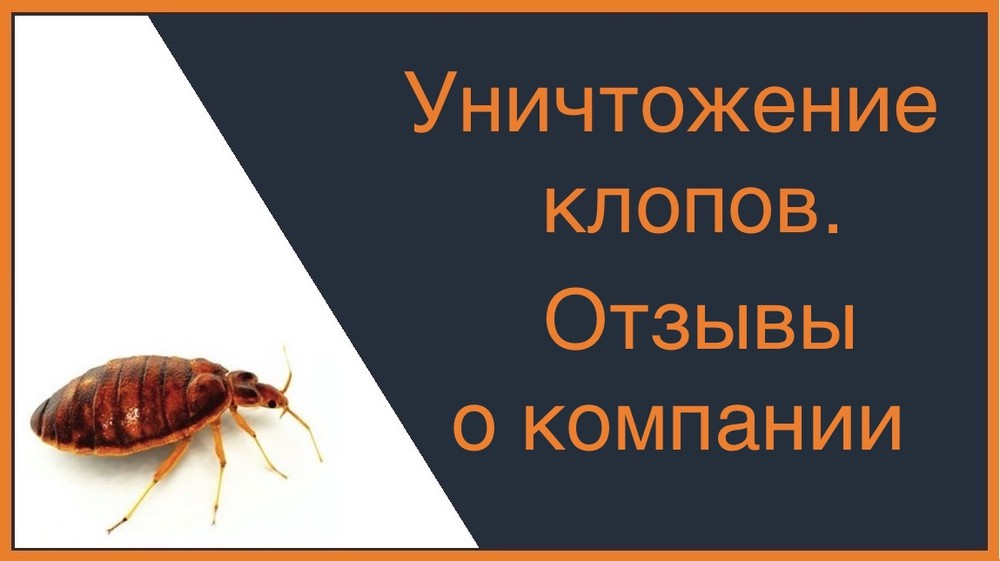 Уничтожение клопов - отзывы о компании в Таганроге