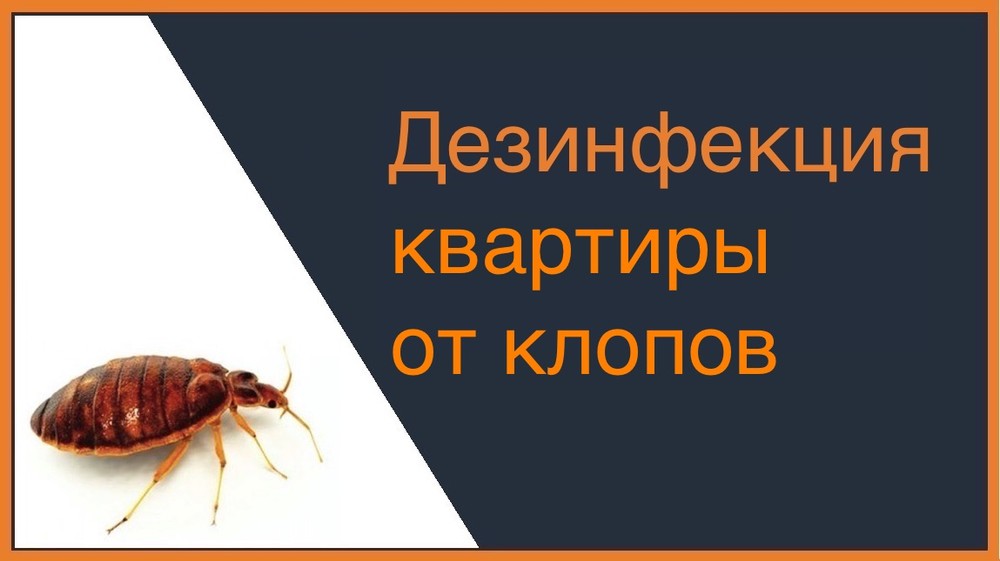 Дезинфекция квартиры от клопов в Таганроге