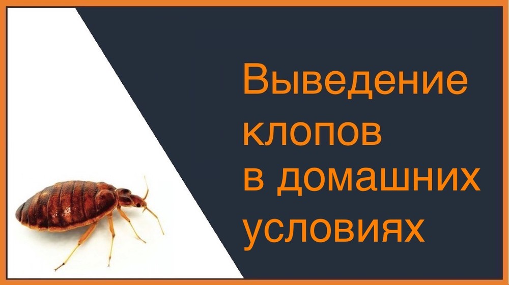 Выведение постельных клопов в домашних условиях Таганроге