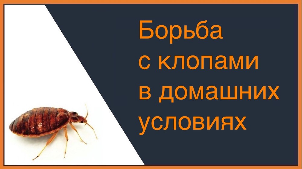 Борьба с клопами в домашних условиях Таганроге