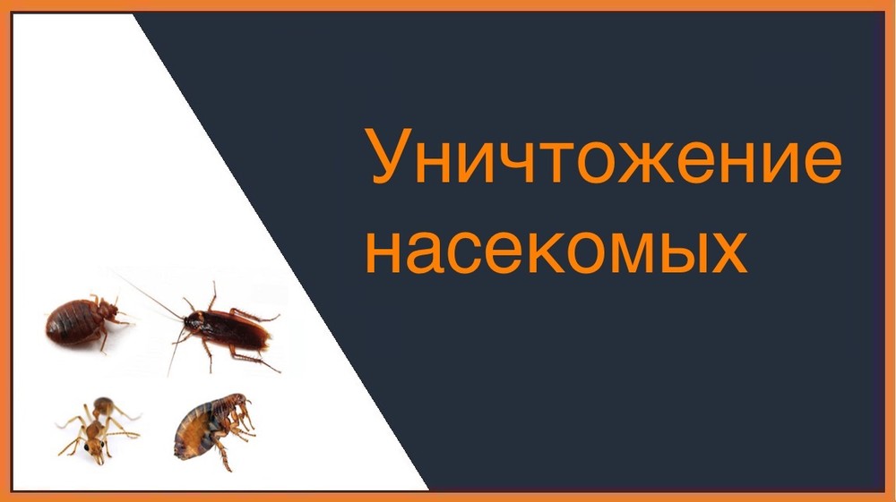 Уничтожение насекомых в Таганроге