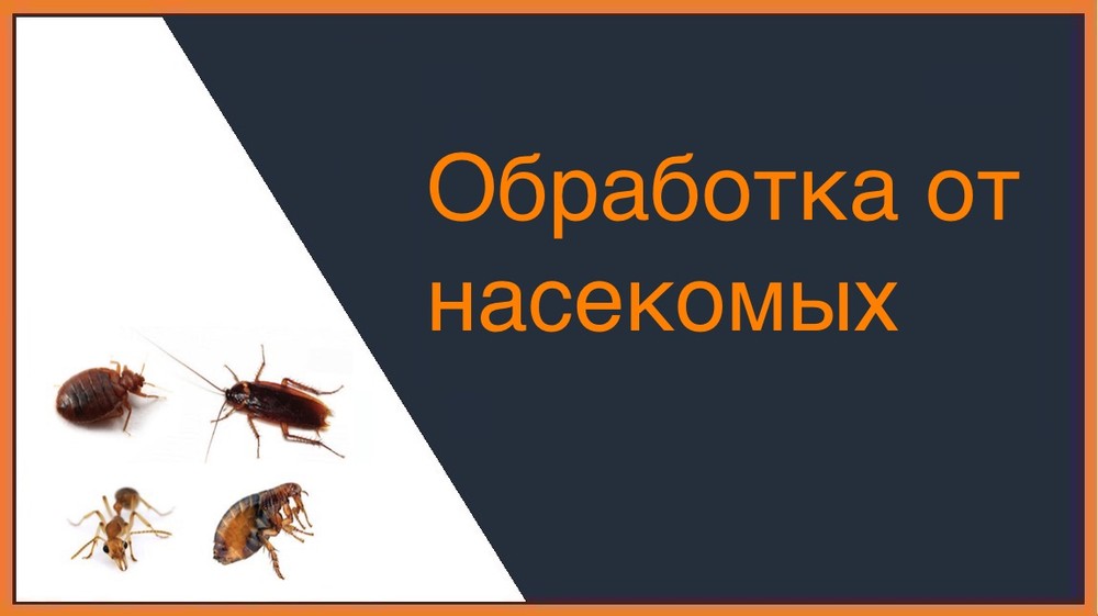 Обработка от насекомых в Таганроге