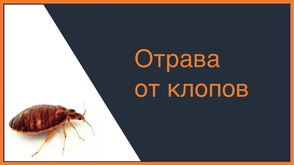 Отрава от клопов – Таганрог