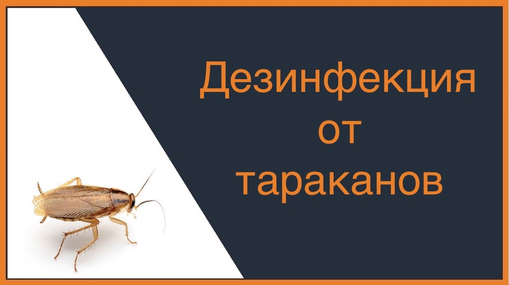 Дезинфекция от тараканов в Таганроге