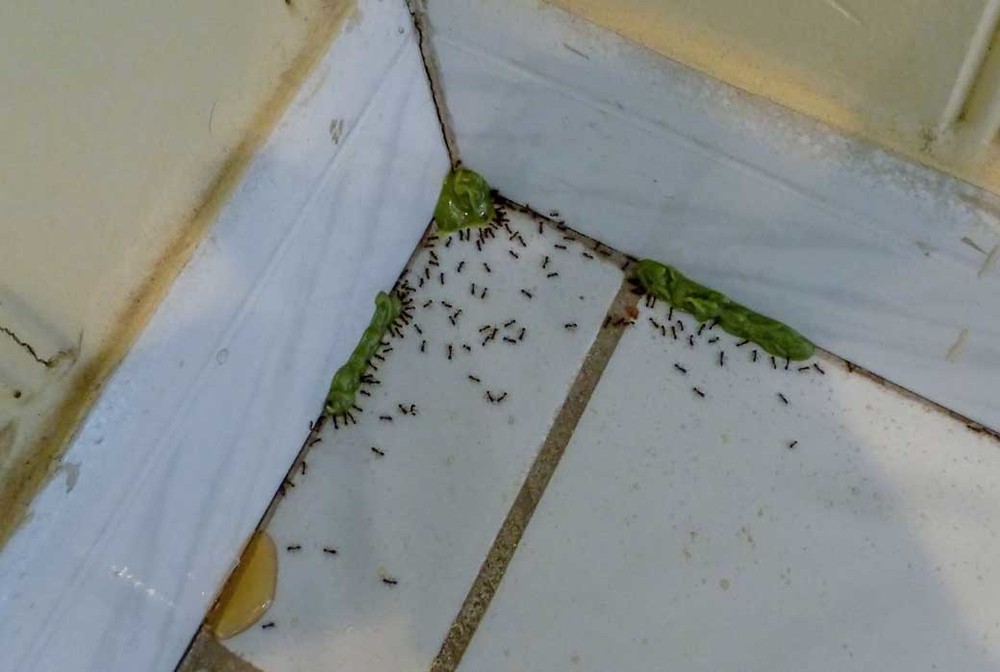 Обработка от муравьев в Таганроге