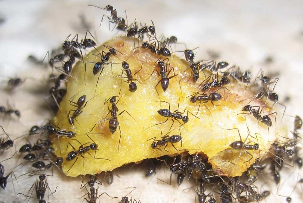 Уничтожение муравьев в квартире в Таганроге
