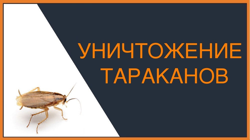 Уничтожение тараканов в Таганроге